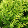 Thuja occidentalis 'Brabant'
